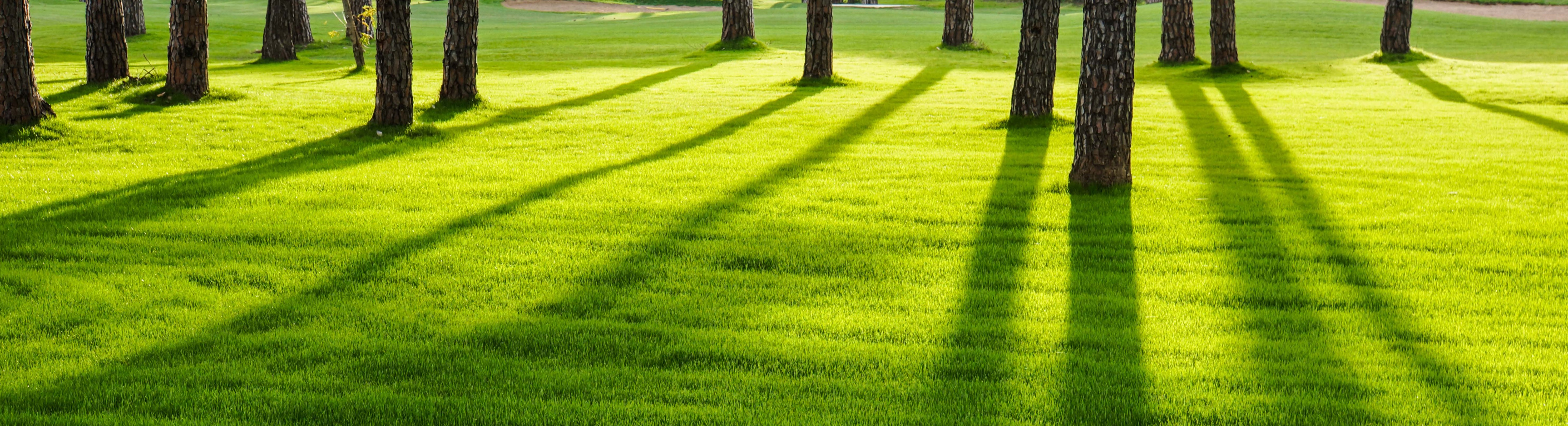 Rasen säen – Neuanlage und Nachsaat, der Weg zum perfekten Rasen